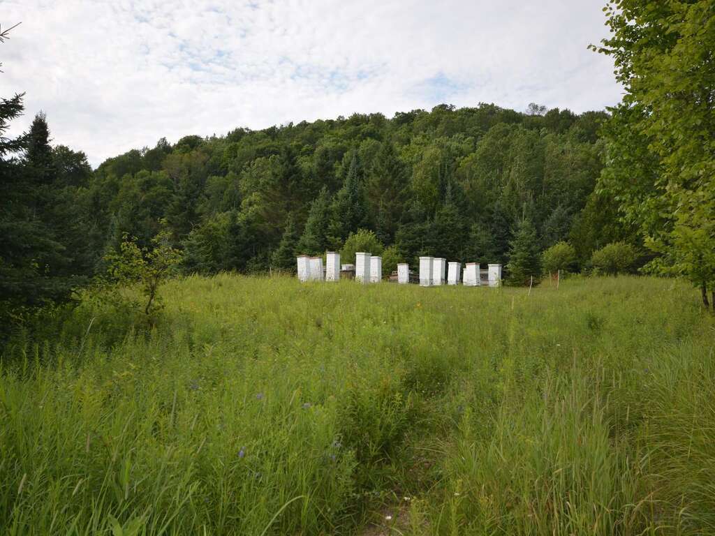 ruches